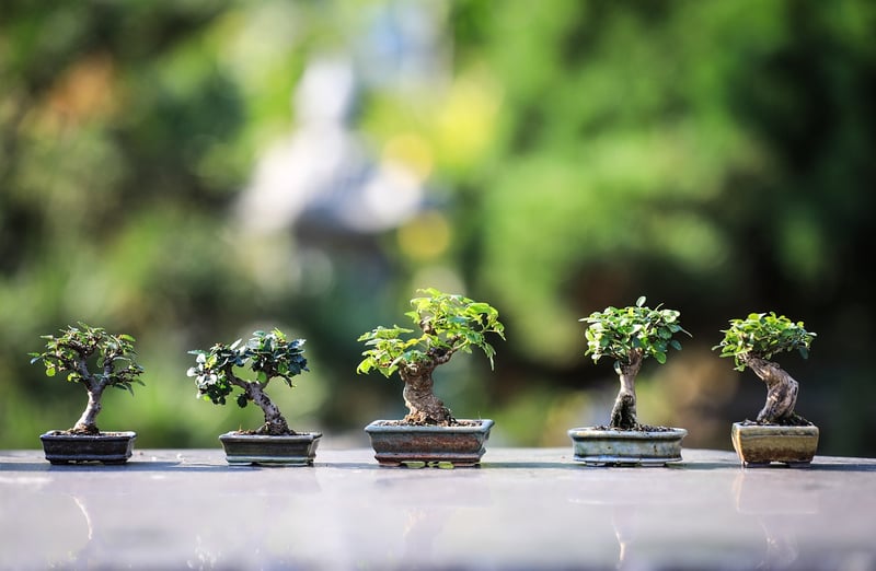 Contemplation Garden