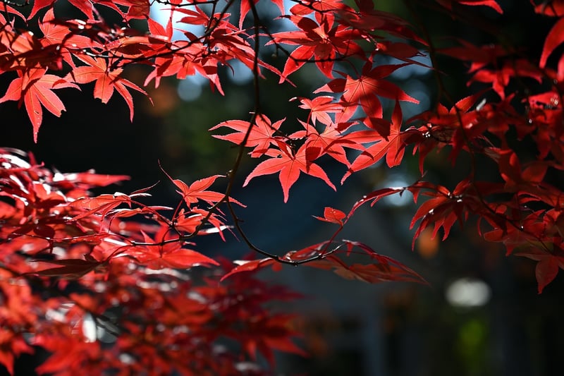 Autumn Leaves