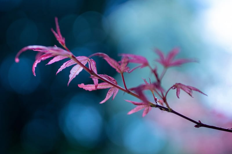 Japanese Maple Tree