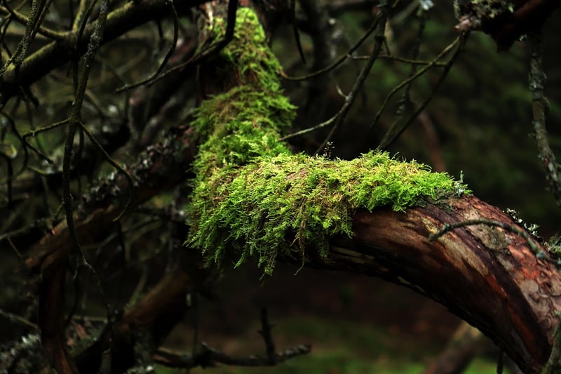 Moss