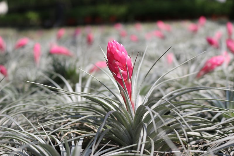 Tillandsia Ionantha