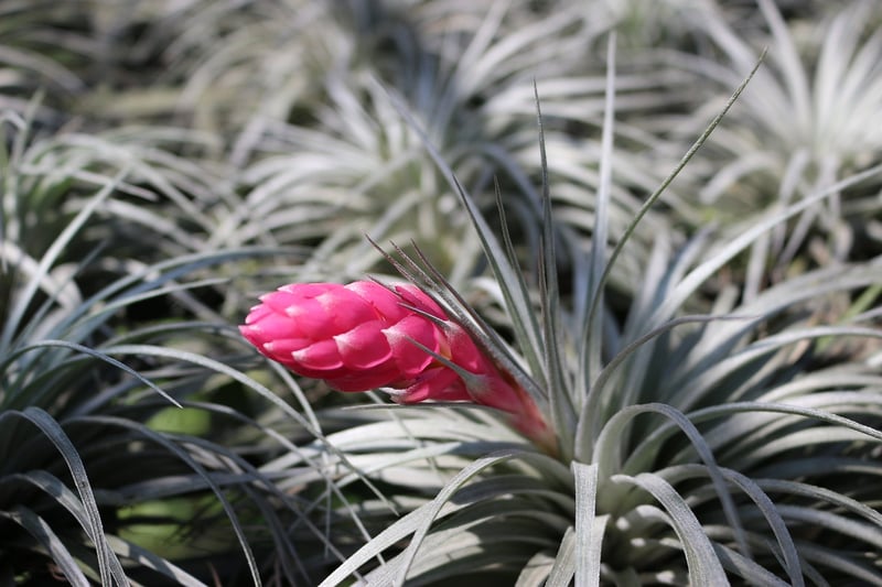 Tillandsia Xerographica